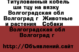 Титулованный кобель ши-тцу на вязку - Волгоградская обл., Волгоград г. Животные и растения » Собаки   . Волгоградская обл.,Волгоград г.